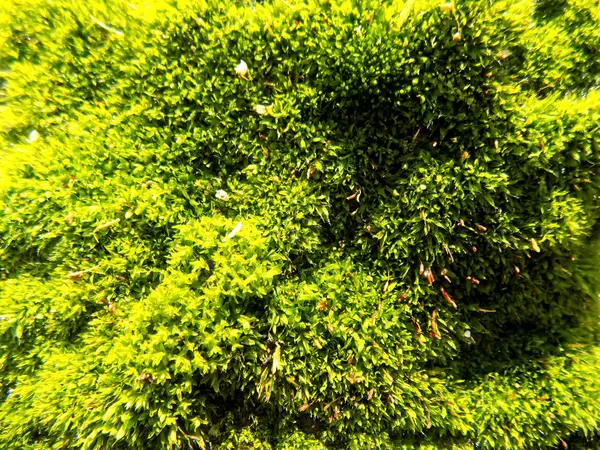 美丽的绿色苔藓背景 植物的质感 苔藓背景 — 图库照片