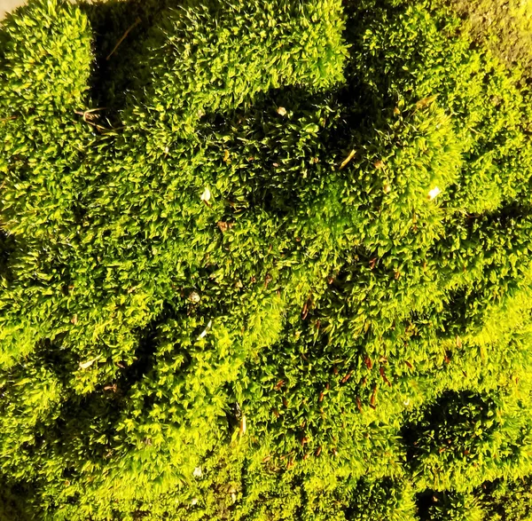 Krásný Zelený Mech Pozadí Rostliny Texturu Moss Pozadí — Stock fotografie