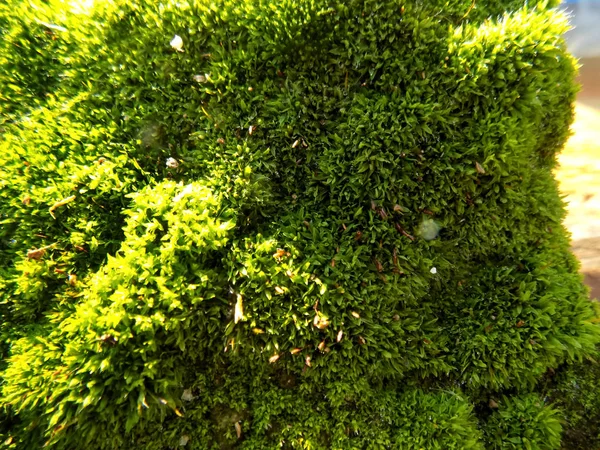 美丽的绿色苔藓背景 植物的质感 苔藓背景 — 图库照片