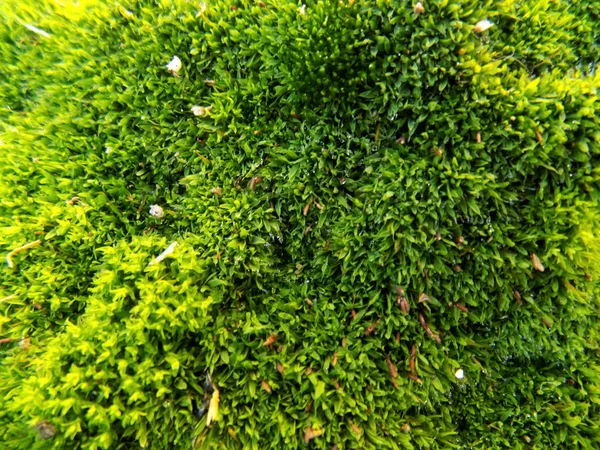 美丽的绿色苔藓背景 植物的质感 苔藓背景 — 图库照片