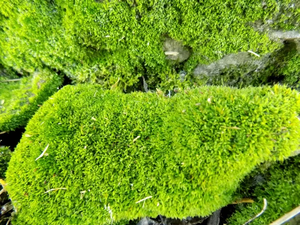 Musgo Verde Pedra Fundo Natureza Textura Verde — Fotografia de Stock