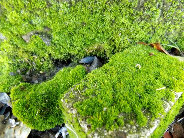 Green Moss Stone Nature Background Green Texture — Stock Photo, Image