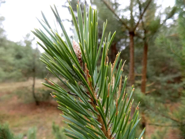 Het Patroon Van Natuur Mooie Groene Dennen Bos Achtergrond Pine — Stockfoto