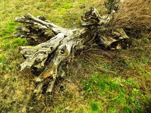 Soyut eski düşmüş ağaç. Doğa arka plan. Ahşap doku