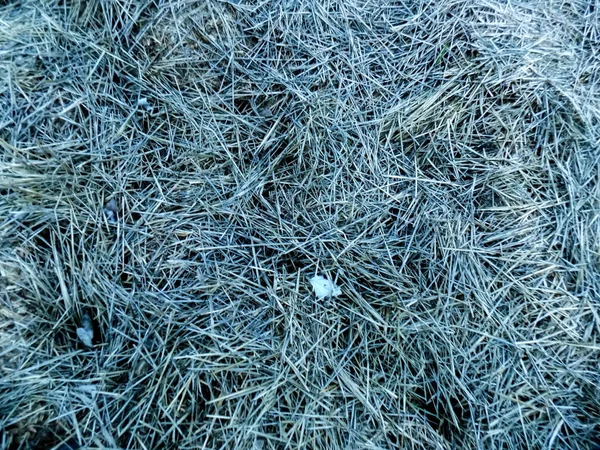Hay Textuur Achtergrond Van Natuur Abstracte Stro Achtergronden — Stockfoto
