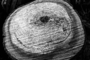 Soyut siyah ağaç kütüğü arka planı. Güzel ahşap doku. Koyu ağaç gövdesi