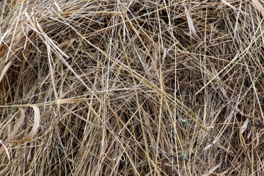 Doğal saman dokusu. Güzel kuru çimen arka planı