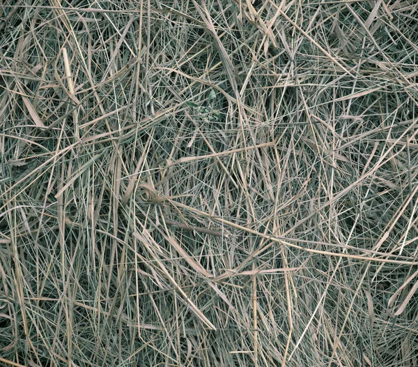 Όμορφο Ξηρό Γρασίδι Φόντο Υπόβαθρο Υφής Hay — Φωτογραφία Αρχείου