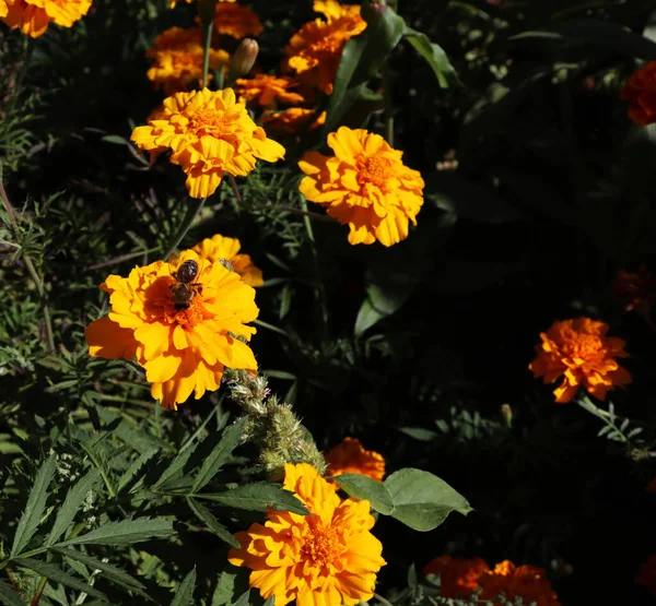 Красивая Природа Макро Обои Апельсиновые Цветы — стоковое фото