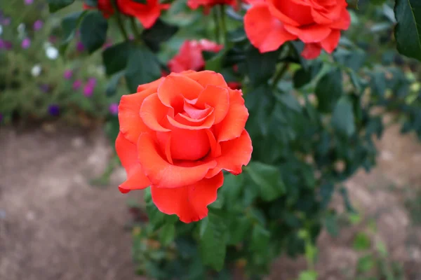 美丽的花朵背景 天然质感红玫瑰墙纸 — 图库照片