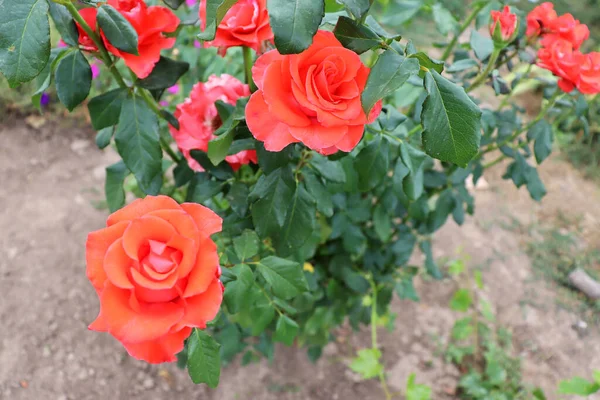 美丽的红花背景 美丽的玫瑰墙纸 — 图库照片