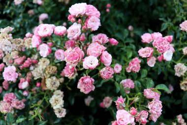 Güzel pembe çiçek çalı arka planı. Zarif çiçek duvar kağıdı