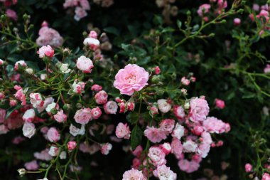 Çalı ve pembe çiçeklerin Macro fotoğrafı. Çiçek duvar kağıdı. Güzel çiçek açan