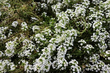 Doğa duvar kağıdı. Beyaz çiçek tarlası. Güzel beyaz çiçekler arka plan