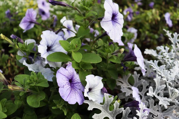 Beau Fond Fleuri Fleurs Bleues Délicates Fleurs Bleues Dans Jardin — Photo
