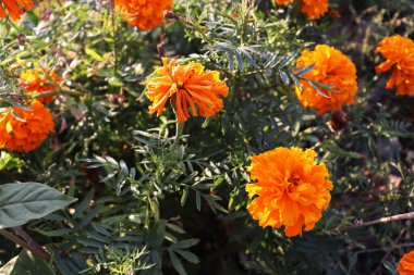 Güzel turuncu narin çiçek arka planı. Bahçe duvar kağıdı