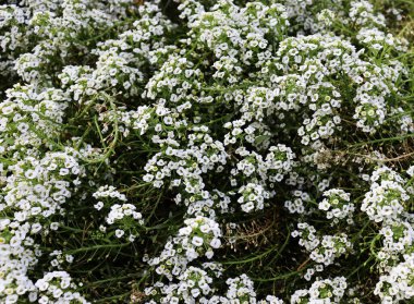 Beyaz çiçek tarlası. Güzel romantik çiçekler.