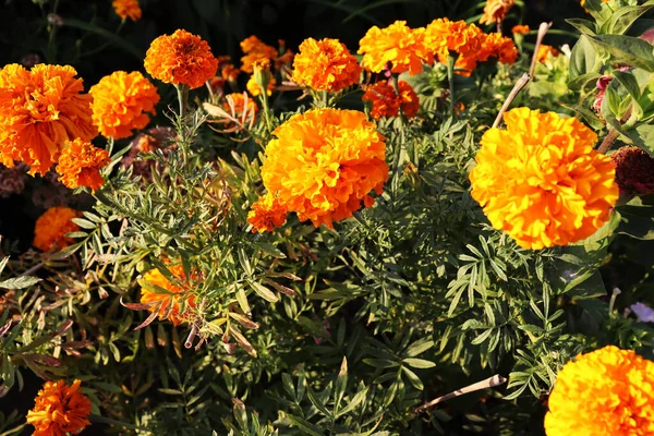 Romantique Fond Fleurs Orange Beau Papier Peint Fleur Délicate — Photo