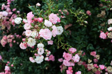 Çiçek duvar kağıdı. Güzel romantik doğa geçmişi. Büyük yeşil çalılıklarda narin pembe çiçekler