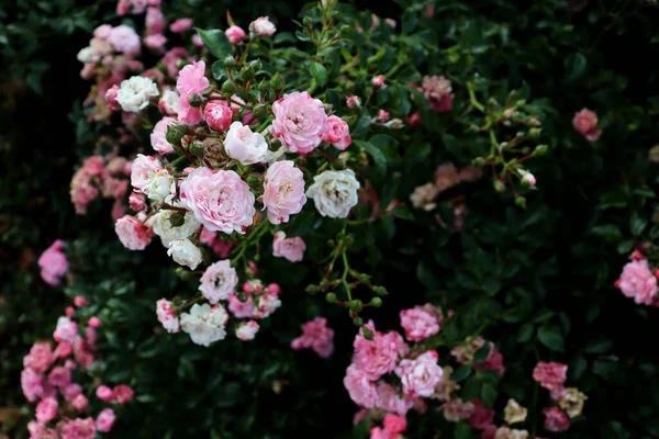 Lindas Flores Rosa Delicadas Arbusto Verde Lindas Flores Fundo — Fotografia de Stock