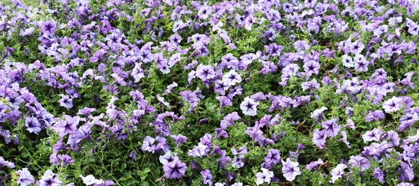 庭の繊細な花 ロマンチックな花のフィールドの背景 青い花の壁紙 — ストック写真