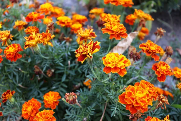 Bahçede güzel bir portakal çiçeği. Bitki tarlası duvar kağıdı