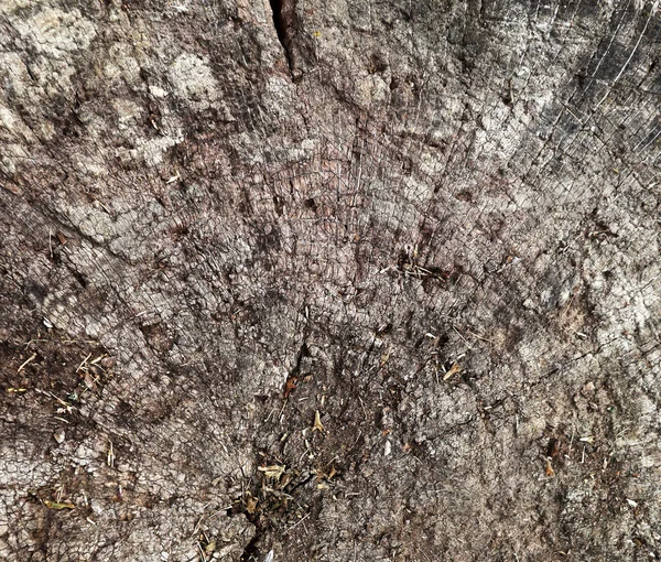 Vieille Texture Grise Souche Fissurée Fond Bois Abstrait — Photo