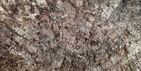 Beautiful Wooden Texture Abstract Stump Backdrop Cracked Scratched Wooden Background — Stock Photo, Image