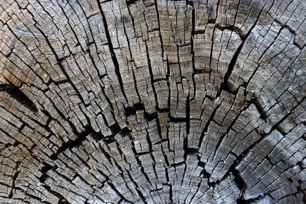 Beautiful old stump. Wooden texture. Abstract tree slice with cracks and scratches