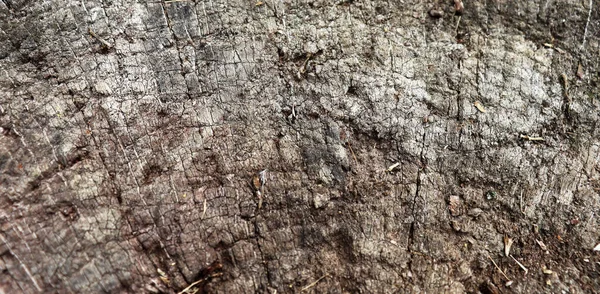 Antigua Textura Madera Agrietada Superficie Tocón Viejo Rayado Fondo Madera —  Fotos de Stock