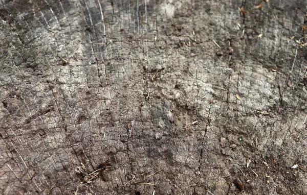 Hermosa Textura Madera Gris Fondo Muñón Agrietado Rayado Fondo Madera —  Fotos de Stock