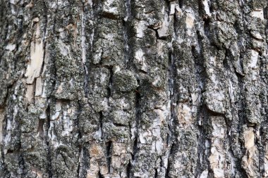 Güzel ağaç kabuğu dokusu. Soyut ahşap fon. Doğal grunge arkaplanı