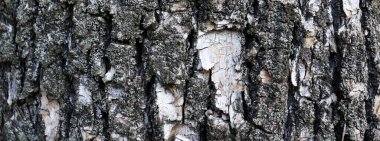 Arka plan için eski çatlak gri ağaç kabuğu dokusu. Sancak konsepti için doğal doku