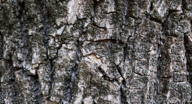 Sancak konsepti için güzel gri ağaç kabuğu dokusu. Doğal grunge duvar kağıdı