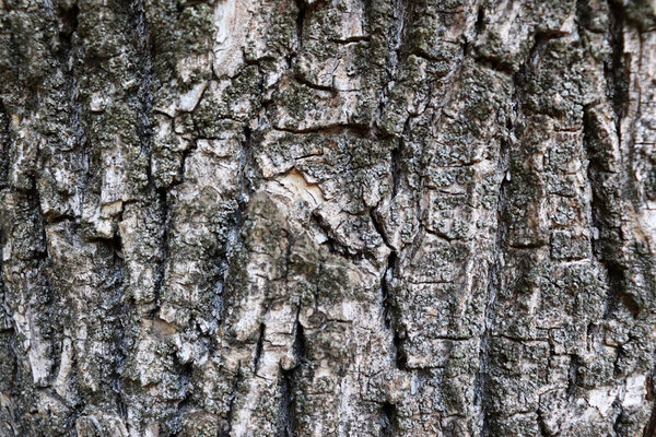Gray bark texture. Natural grunge background. Wooden wallpaper