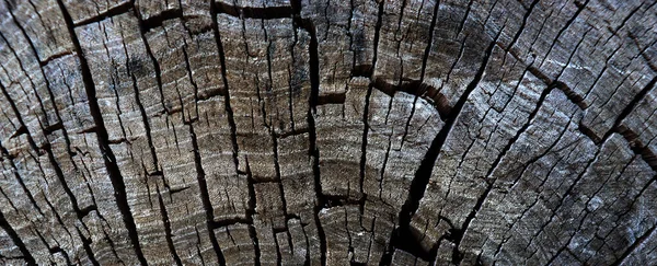 Beautiful Cracked Scratched Wooden Texture Abstract Stump Background — Stock Photo, Image