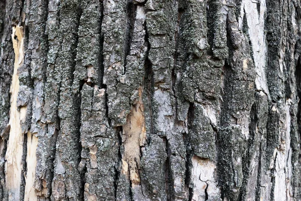 Abstraktní Krásné Pozadí Povrchu Stromu Staré Dřevěné Textury Pozadí — Stock fotografie