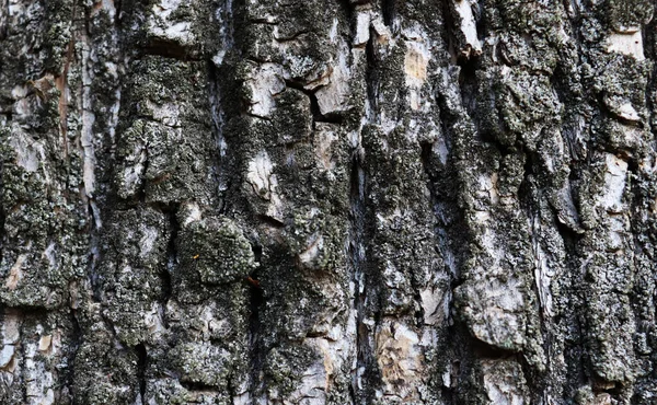 Vecchia Struttura Grigia Della Corteccia Crack Bellissimo Sfondo Naturale — Foto Stock