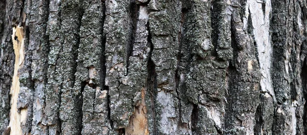 Hermoso Fondo Superficie Árbol Agrietado Viejo Textura Madera Abstracta Fondo — Foto de Stock