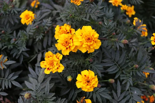 橙色浪漫的花朵背景 美丽的自然壁纸 精致的黄花 — 图库照片