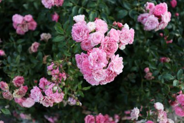 Güzel, narin, romantik çiçek arkaplanı. Doğa çiçekli duvar kağıdı