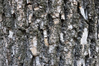 Güzel bir arkaplan. Tahta doku. Soyut ağaç kabuğu duvar kağıdı