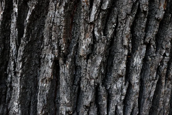 Vieille Texture Écorce Sombre Résumé Vieux Fond Bois Fissuré Rayé — Photo