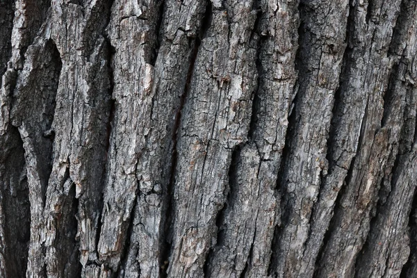 Doğa Duvar Kağıdı Güzel Detay Doğal Zemin Koyu Ağaç Kabuğu — Stok fotoğraf