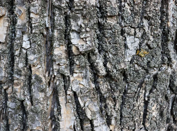 Belle Texture Vieille Écorce Fissurée Fond Bois Abstrait — Photo