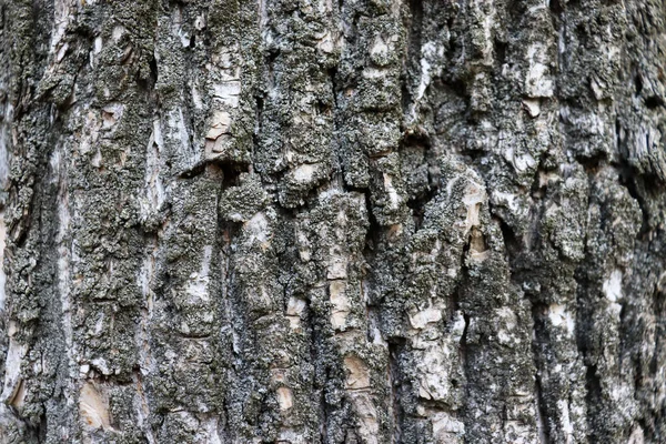 Fondo Superficie Del Árbol Raspado Viejo Hermoso Fondo Madera Textura —  Fotos de Stock