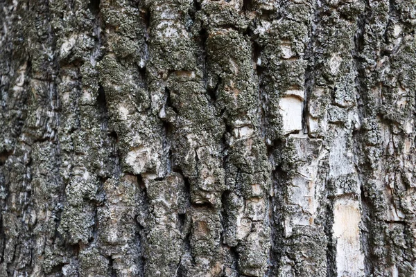 Bela Textura Casca Cinza Fundo Madeira Detalhe Árvore Superfície Papel — Fotografia de Stock