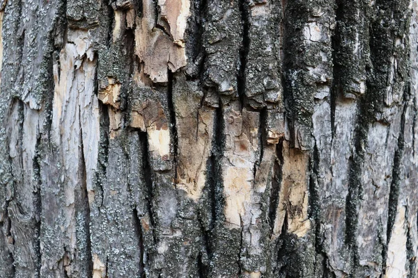 Güzel Yaşlı Çatlak Ağaç Arka Planı Soyut Ahşap Doku — Stok fotoğraf