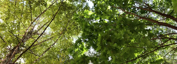 Belo Dia Floresta Verde Papel Parede Cênico Verão Natureza Fundo — Fotografia de Stock