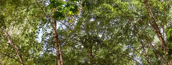 Belo Cenário Natureza Verão Folhas Verdes Floresta Woods Papel Parede — Fotografia de Stock